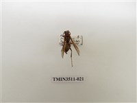 藏品(日本長腳蜂)的圖片